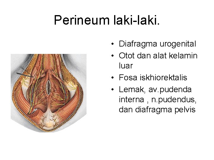 Perineum laki-laki. • Diafragma urogenital • Otot dan alat kelamin luar • Fosa iskhiorektalis