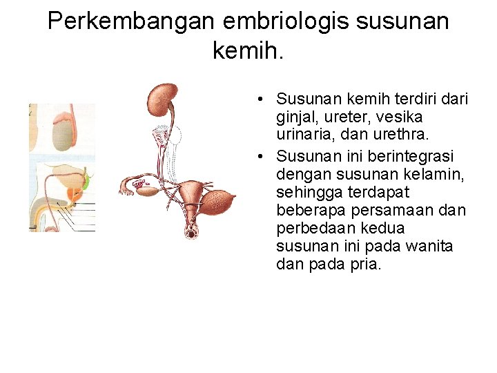 Perkembangan embriologis susunan kemih. • Susunan kemih terdiri dari ginjal, ureter, vesika urinaria, dan