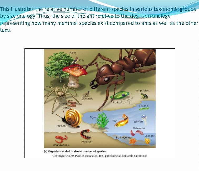 This illustrates the relative number of different species in various taxonomic groups by size