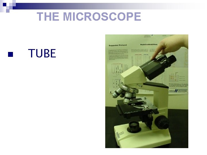 THE MICROSCOPE n TUBE 