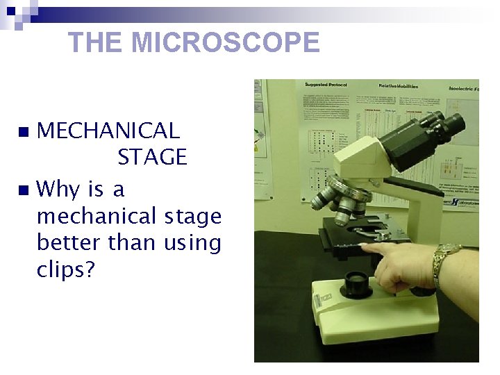 THE MICROSCOPE MECHANICAL STAGE n Why is a mechanical stage better than using clips?