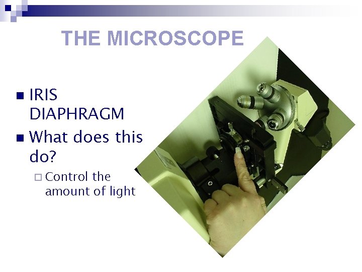 THE MICROSCOPE IRIS DIAPHRAGM n What does this do? n ¨ Control the amount