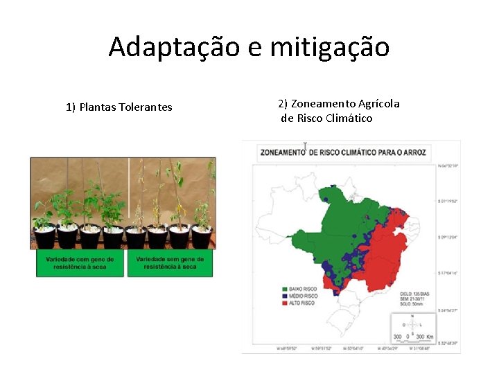 Adaptação e mitigação 1) Plantas Tolerantes 2) Zoneamento Agrícola de Risco Climático 