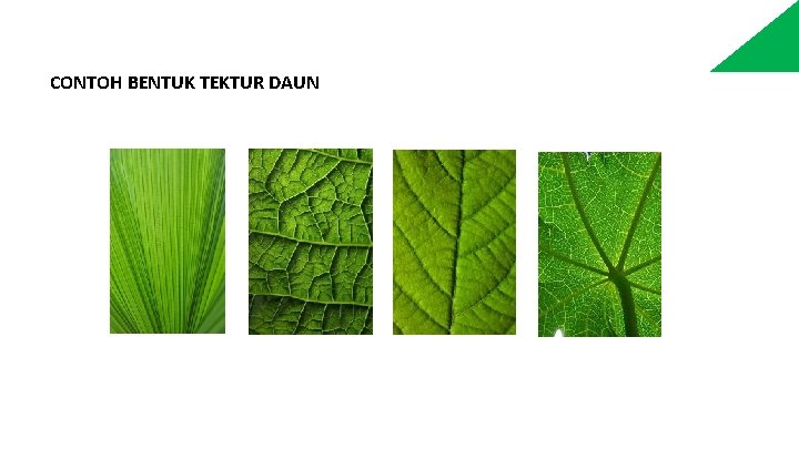 CONTOH BENTUK TEKTUR DAUN 