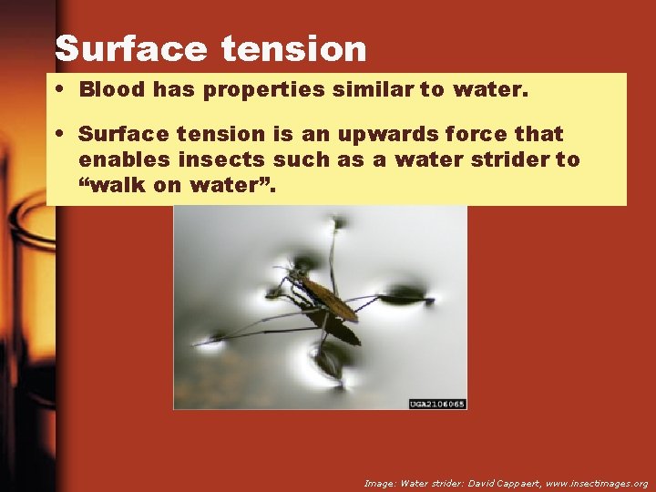 Surface tension • Blood has properties similar to water. • Surface tension is an