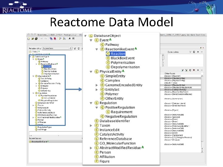 Reactome Data Model Reactome Data Model
