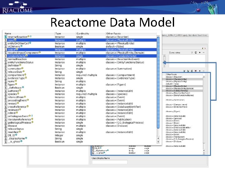 Reactome Data Model Reactome Data Model