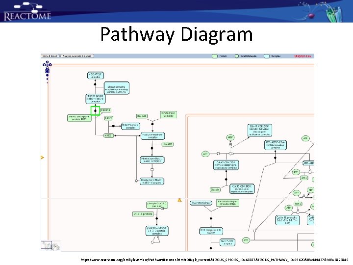 Pathway Diagram http: //www. reactome. org/entitylevelview/Pathway. Browser. html#DB=gk_current&FOCUS_SPECIES_ID=48887&FOCUS_PATHWAY_ID=69620&ID=141437&VID=6826841 Pathway Diagram http: //www. reactome. org/entitylevelview/Pathway. Browser. html#DB=gk_current&FOCUS_SPECIES_ID=48887&FOCUS_PATHWAY_ID=69620&ID=141437&VID=6826841
