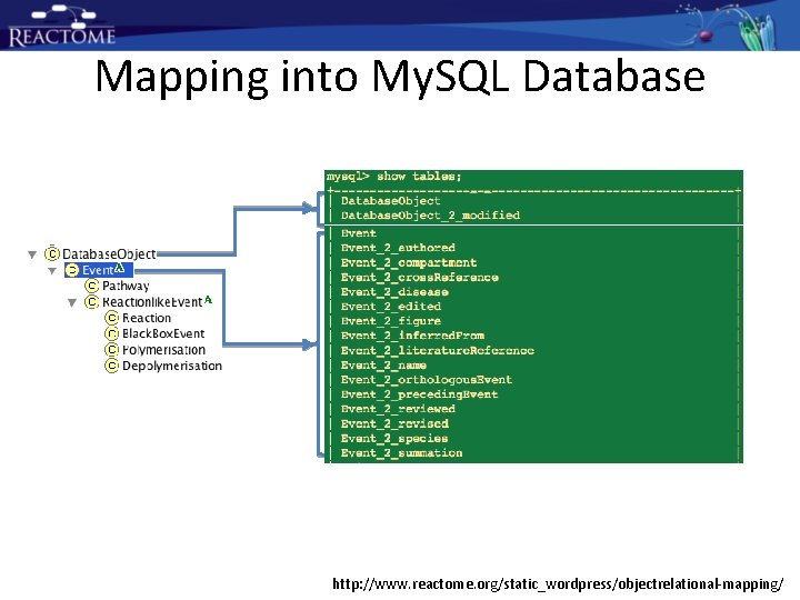 Mapping into My. SQL Database http: //www. reactome. org/static_wordpress/objectrelational-mapping/ Mapping into My. SQL Database http: //www. reactome. org/static_wordpress/objectrelational-mapping/
