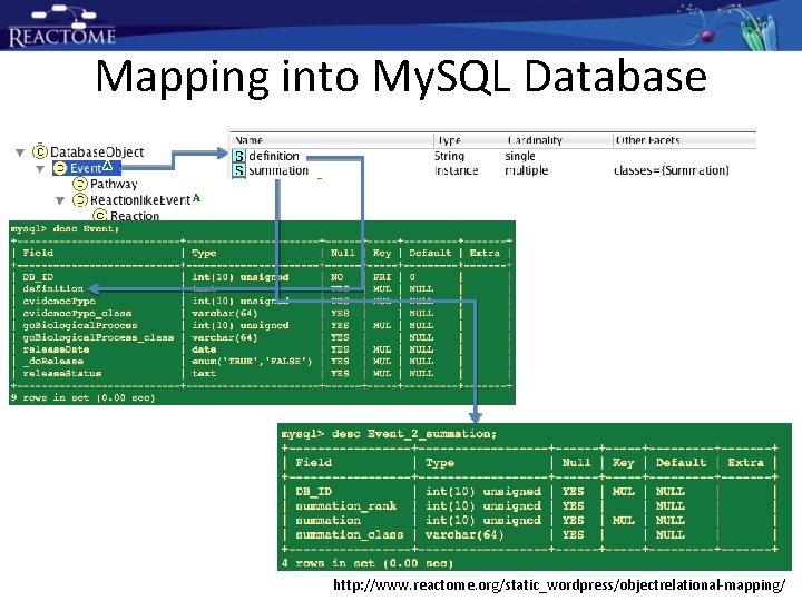 Mapping into My. SQL Database http: //www. reactome. org/static_wordpress/objectrelational-mapping/ Mapping into My. SQL Database http: //www. reactome. org/static_wordpress/objectrelational-mapping/