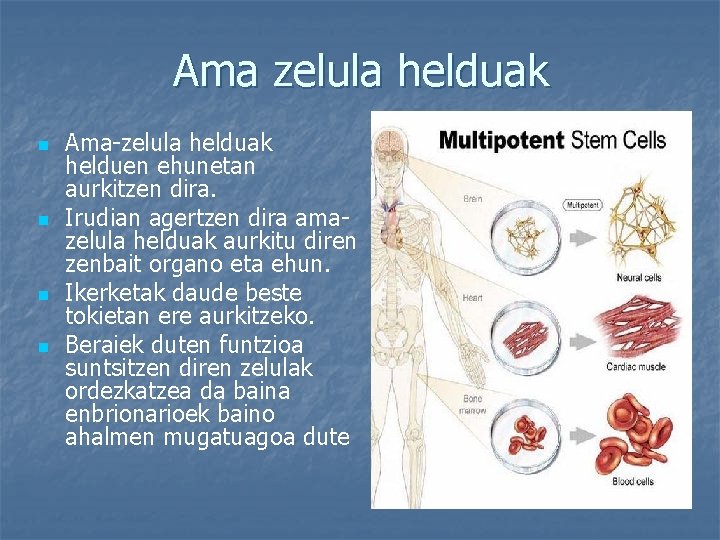 Ama zelula helduak n n Ama-zelula helduak helduen ehunetan aurkitzen dira. Irudian agertzen dira