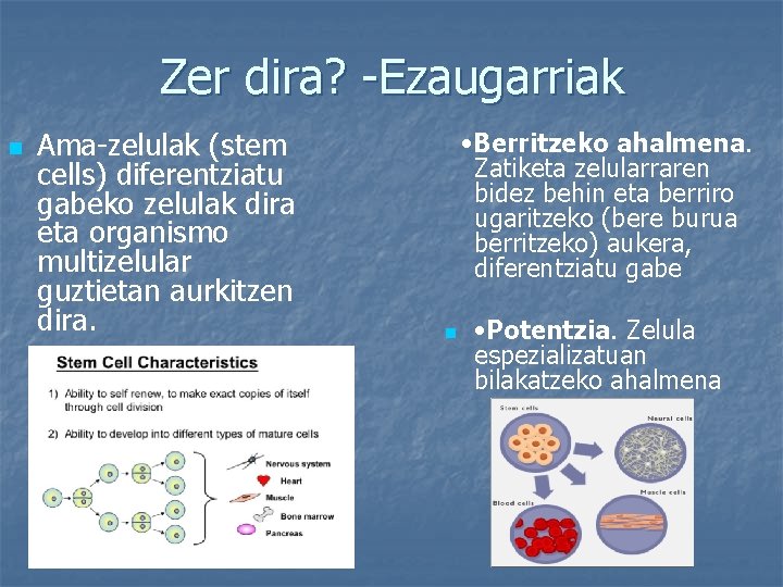 Zer dira? -Ezaugarriak n Ama-zelulak (stem cells) diferentziatu gabeko zelulak dira eta organismo multizelular