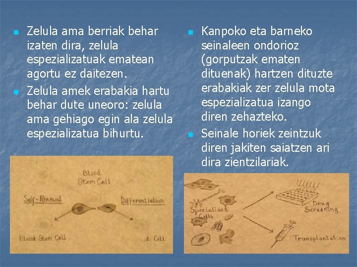 n n Zelula ama berriak behar izaten dira, zelula espezializatuak ematean agortu ez daitezen.