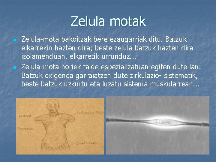 Zelula motak n n Zelula-mota bakoitzak bere ezaugarriak ditu. Batzuk elkarrekin hazten dira; beste