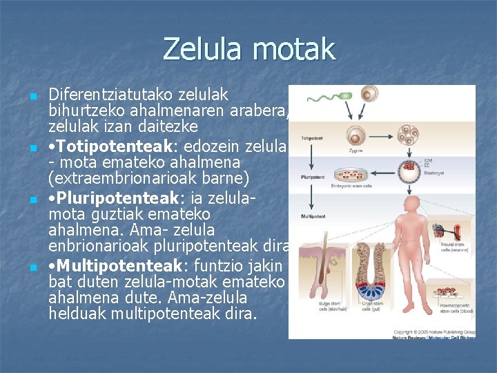 Zelula motak n n Diferentziatutako zelulak bihurtzeko ahalmenaren arabera, zelulak izan daitezke • Totipotenteak: