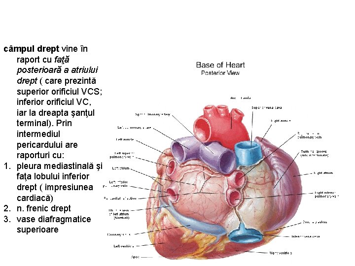 câmpul drept vine în raport cu faţă posterioară a atriului drept ( care prezintă