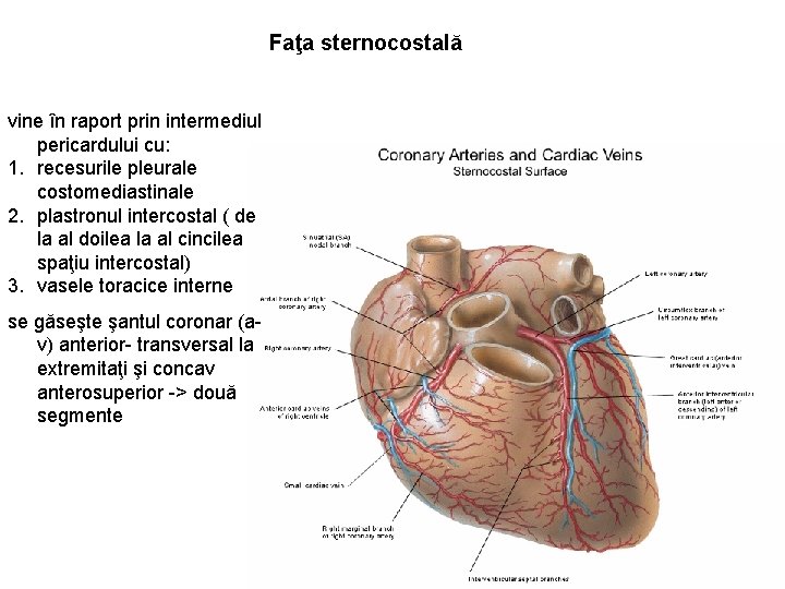 Faţa sternocostală vine în raport prin intermediul pericardului cu: 1. recesurile pleurale costomediastinale 2.