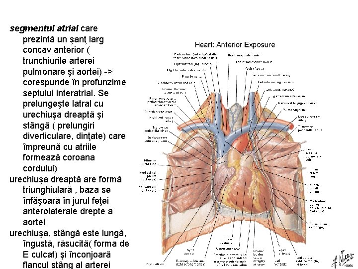 segmentul atrial care prezintă un şanţ larg concav anterior ( trunchiurile arterei pulmonare şi