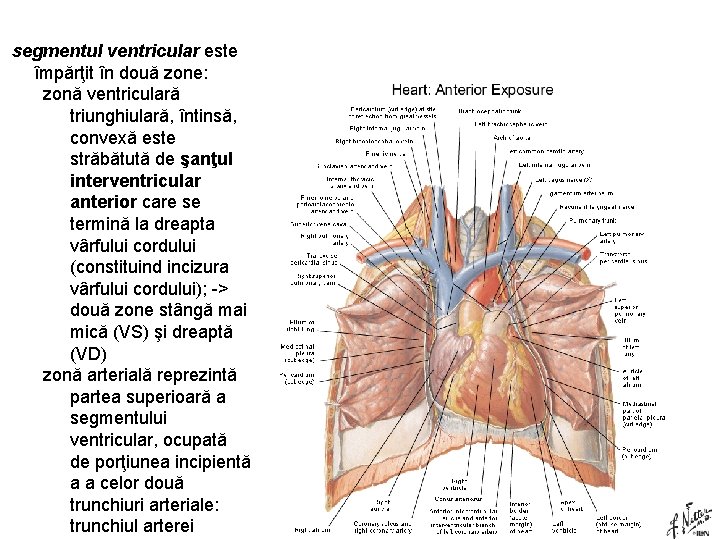 segmentul ventricular este împărţit în două zone: zonă ventriculară triunghiulară, întinsă, convexă este străbătută