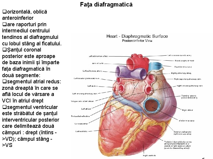 Faţa diafragmatică qorizontală, oblică anteroinferior qare raporturi prin intermediul centrului tendinos al diafragmului cu