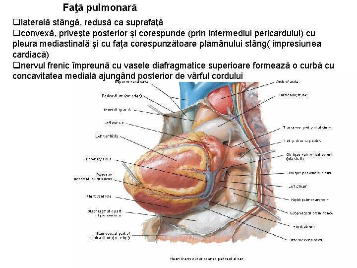 Faţă pulmonară qlaterală stângă, redusă ca suprafaţă qconvexă, priveşte posterior şi corespunde (prin intermediul