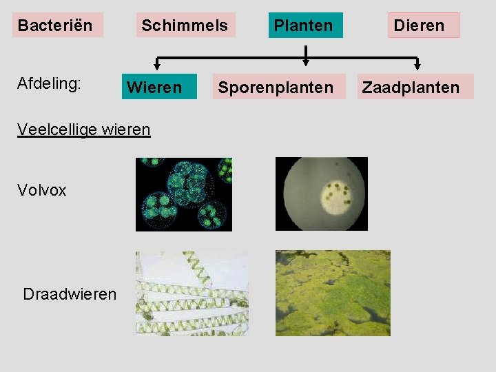 Ordening Biologie Voor Jou 1 MHV Organismen Rijken ordening-biologie-voor-jou-1-mhv-organismen-rijken