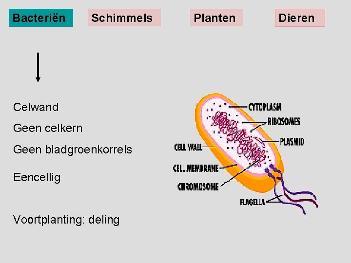 Ordening Biologie voor jou 1 MHV Organismen Rijken