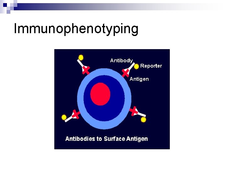 Immunophenotyping 