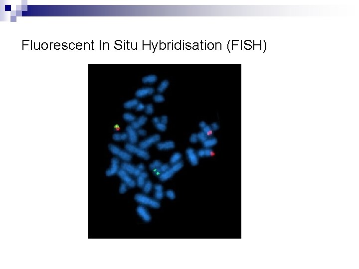 Fluorescent In Situ Hybridisation (FISH) 