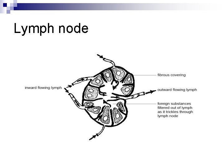 Lymph node 