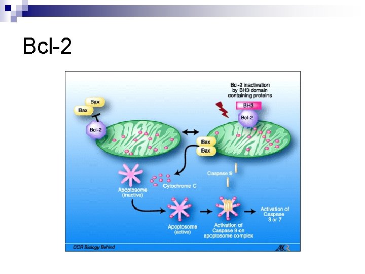 Bcl-2 