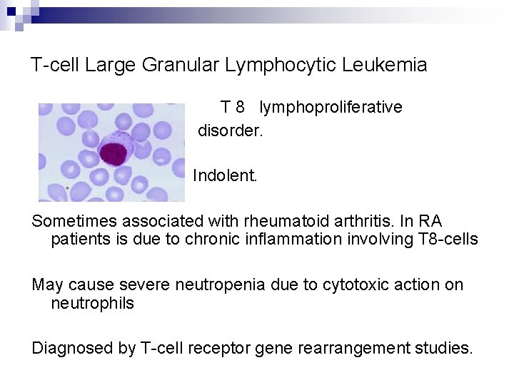 T-cell Large Granular Lymphocytic Leukemia T 8 lymphoproliferative disorder. Indolent. Sometimes associated with rheumatoid
