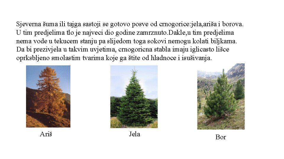 Sjeverna šuma ili tajga sastoji se gotovo posve od crnogorice: jela, ariša i borova.