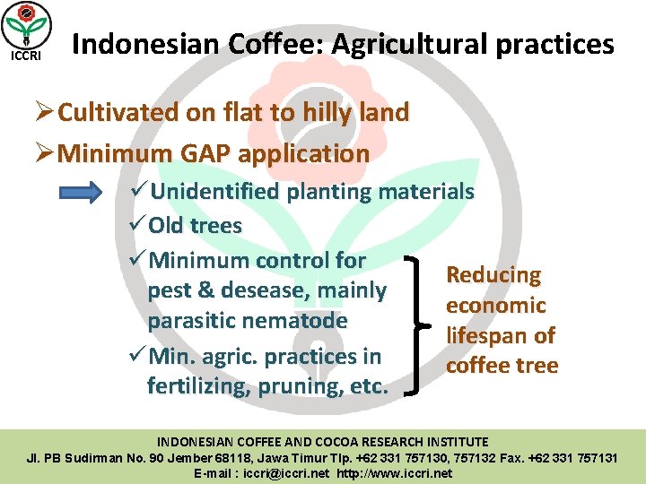 ICCRI Indonesian Coffee: Agricultural practices ØCultivated on flat to hilly land ØMinimum GAP application