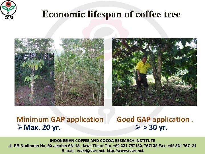 ICCRI Economic lifespan of coffee tree Minimum GAP application ØMax. 20 yr. Good GAP