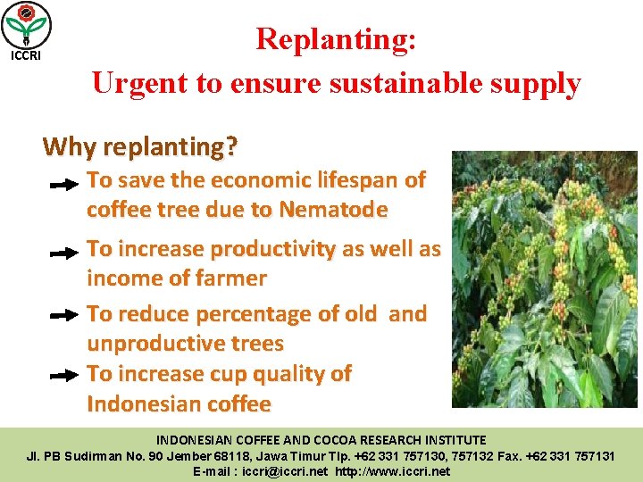 ICCRI Replanting: Urgent to ensure sustainable supply Why replanting? To save the economic lifespan