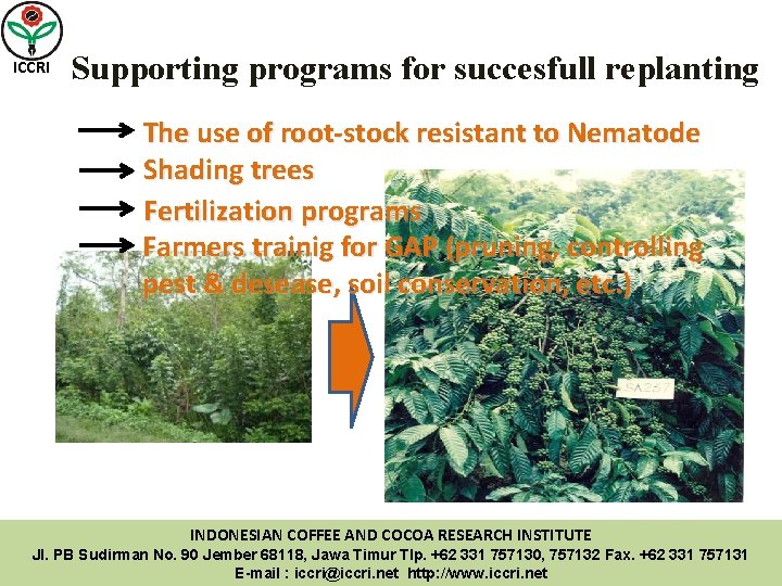 ICCRI Supporting programs for succesfull replanting The use of root-stock resistant to Nematode Shading