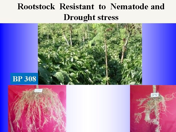 ICCRI Rootstock Resistant to Nematode and Drought stress BP 308 INDONESIAN COFFEE AND COCOA