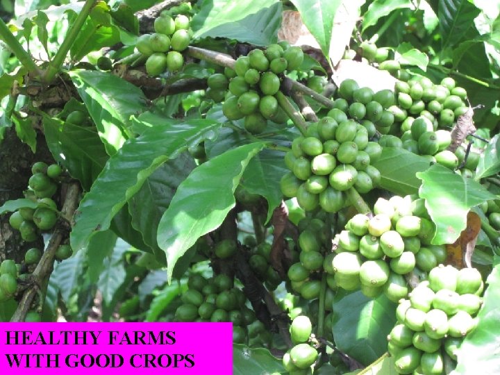 ICCRI HEALTHY FARMS INDONESIAN COFFEE AND COCOA RESEARCH INSTITUTE Jl. 23 PB Sudirman No.