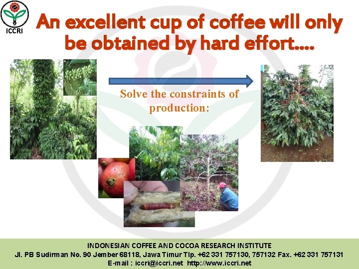 ICCRI An excellent cup of coffee will only be obtained by hard effort…. Solve
