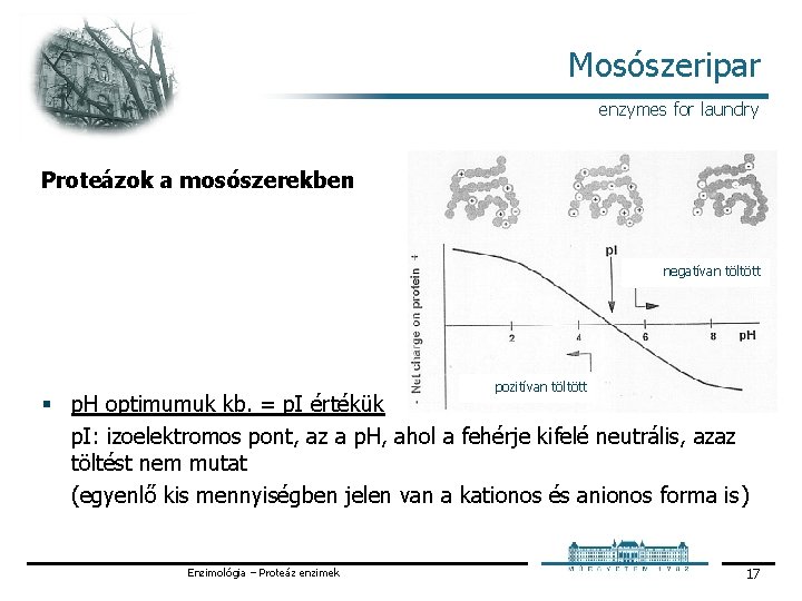 Mosószeripar enzymes for laundry Proteázok a mosószerekben negatívan töltött pozitívan töltött § p. H