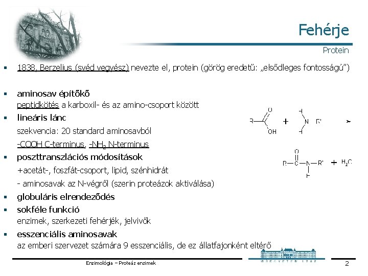 Fehérje Protein § 1838, Berzelius (svéd vegyész) nevezte el, protein (görög eredetű: „elsődleges fontosságú”)