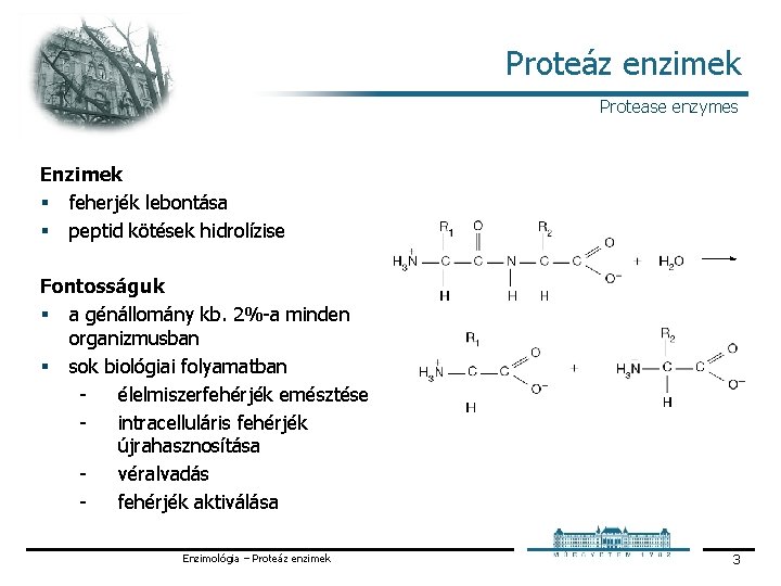 Proteáz enzimek Protease enzymes Enzimek § feherjék lebontása § peptid kötések hidrolízise Fontosságuk §