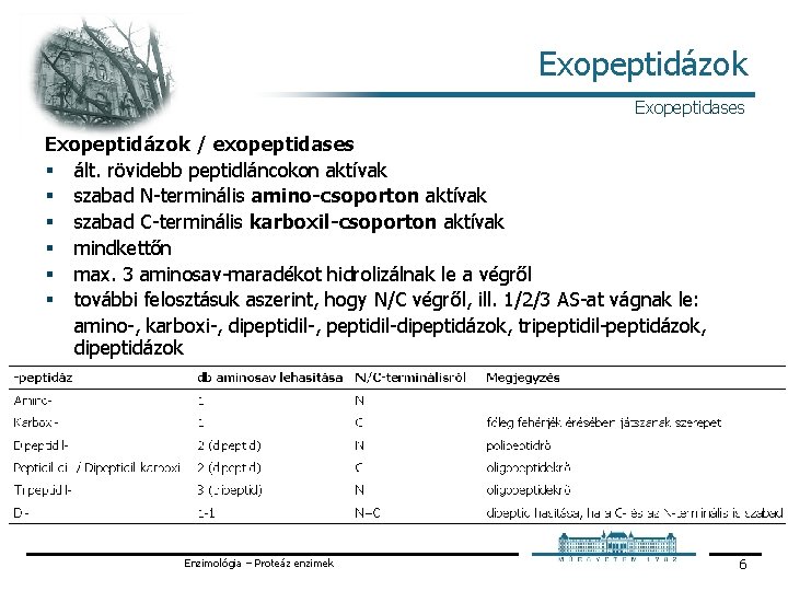 Exopeptidázok Exopeptidases Exopeptidázok / exopeptidases § ált. rövidebb peptidláncokon aktívak § szabad N terminális