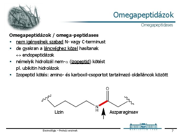 Omegapeptidázok Omegapeptidases Omegapeptidázok / omega-peptidases § nem igényelnek szabad N vagy C terminust §