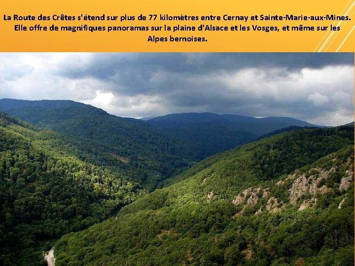 La Route des Crêtes s'étend sur plus de 77 kilomètres entre Cernay et Sainte-Marie-aux-Mines.