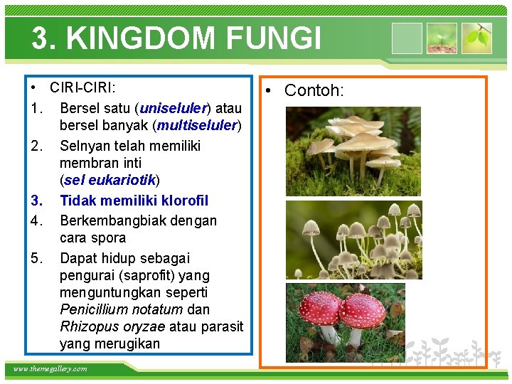 3. KINGDOM FUNGI • CIRI-CIRI: 1. Bersel satu (uniseluler) atau bersel banyak (multiseluler) 2.