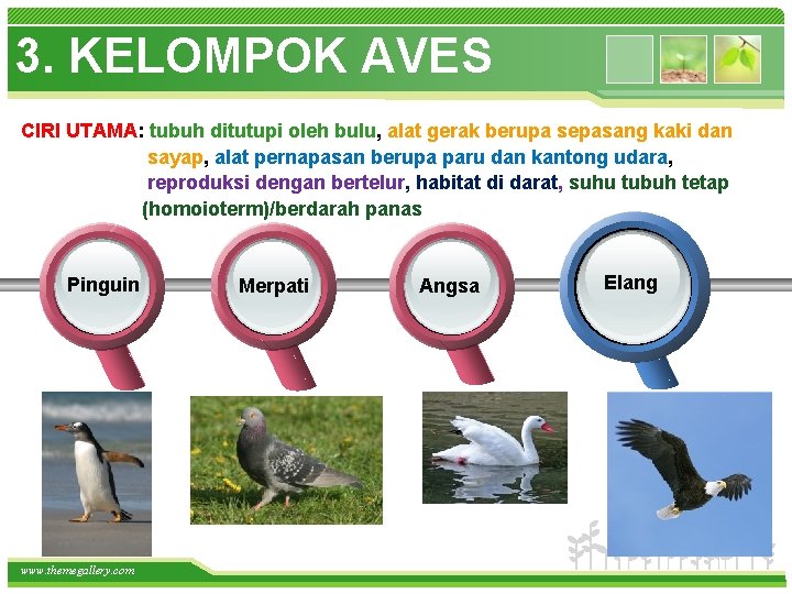 3. KELOMPOK AVES CIRI UTAMA: tubuh ditutupi oleh bulu, alat gerak berupa sepasang kaki