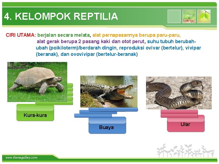 4. KELOMPOK REPTILIA CIRI UTAMA: berjalan secara melata, alat pernapasannya berupa paru-paru, alat gerak