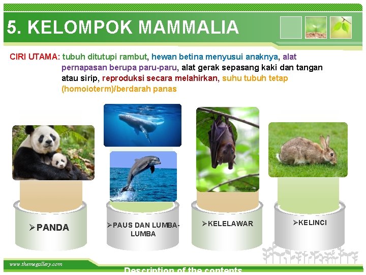 5. KELOMPOK MAMMALIA CIRI UTAMA: tubuh ditutupi rambut, hewan betina menyusui anaknya, alat pernapasan